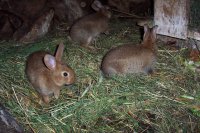 Plein de vitalité, les lapins font la joie des enfants.