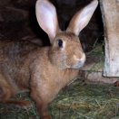 Lapine, heureuse maman de 3 petits...