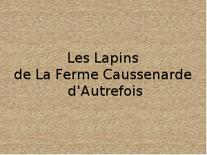 la vie des lapins