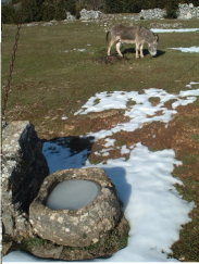 "Piso" gelée